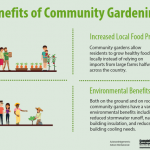 Infographic about the benefits of community gardening including increased local food production, environmental benefits, walkable food access, and increased sense of community.